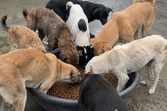 The Dogs Who Know The Schedule