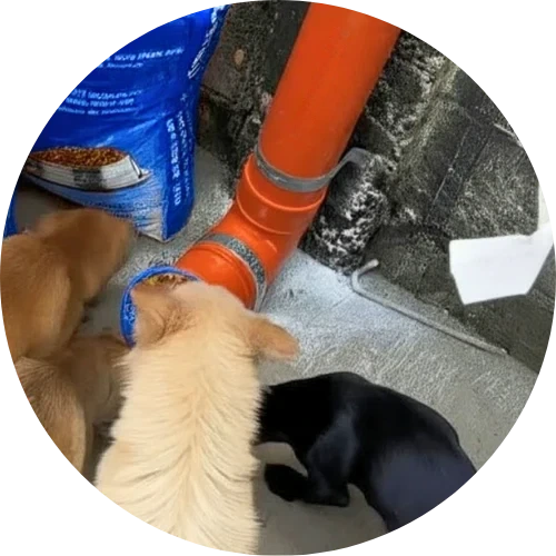 We Help Get Meals to Dogs