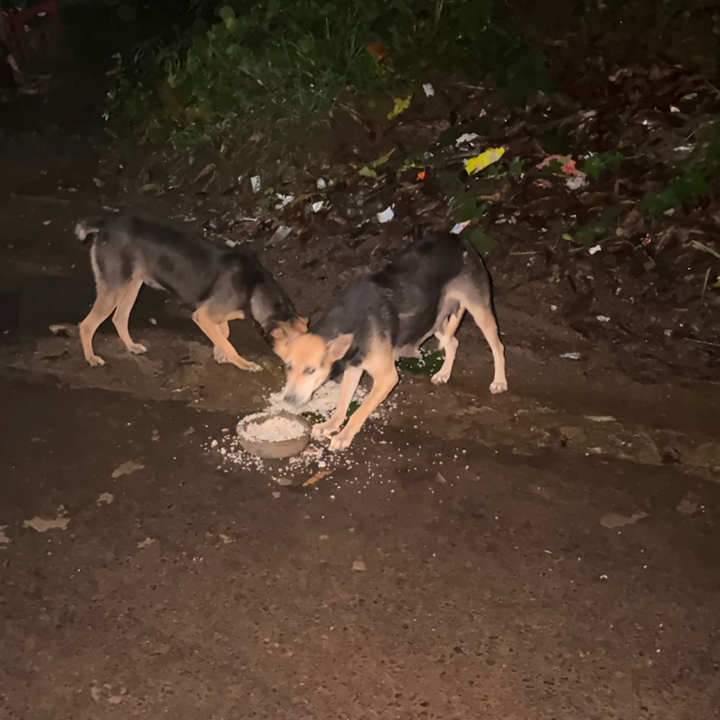 Feeding operation photo