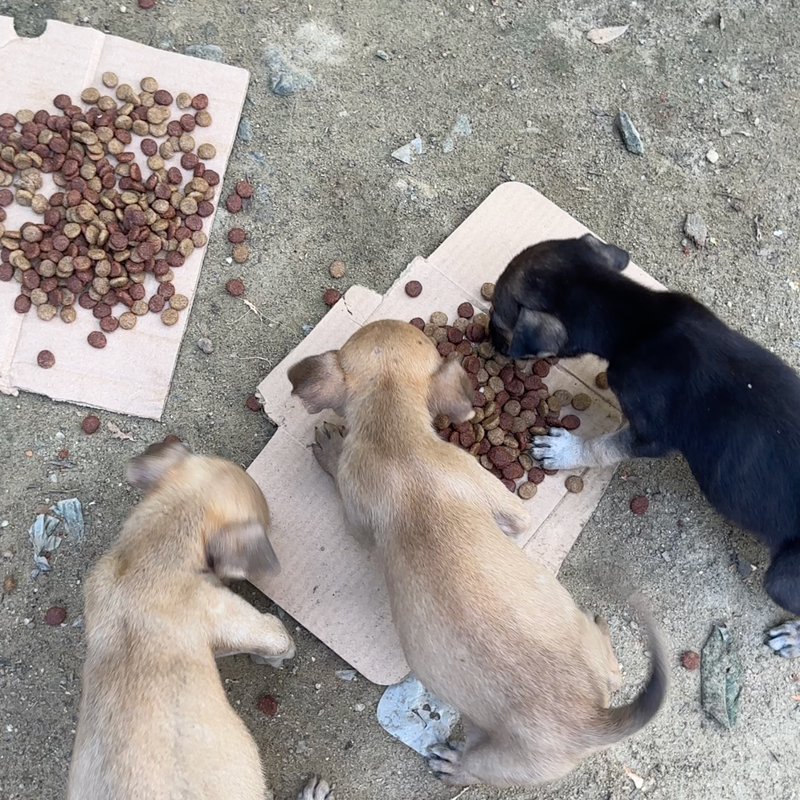 Feeding operation photo