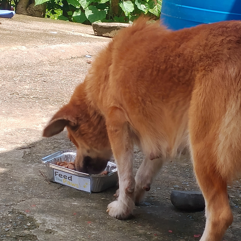 Feeding operation photo