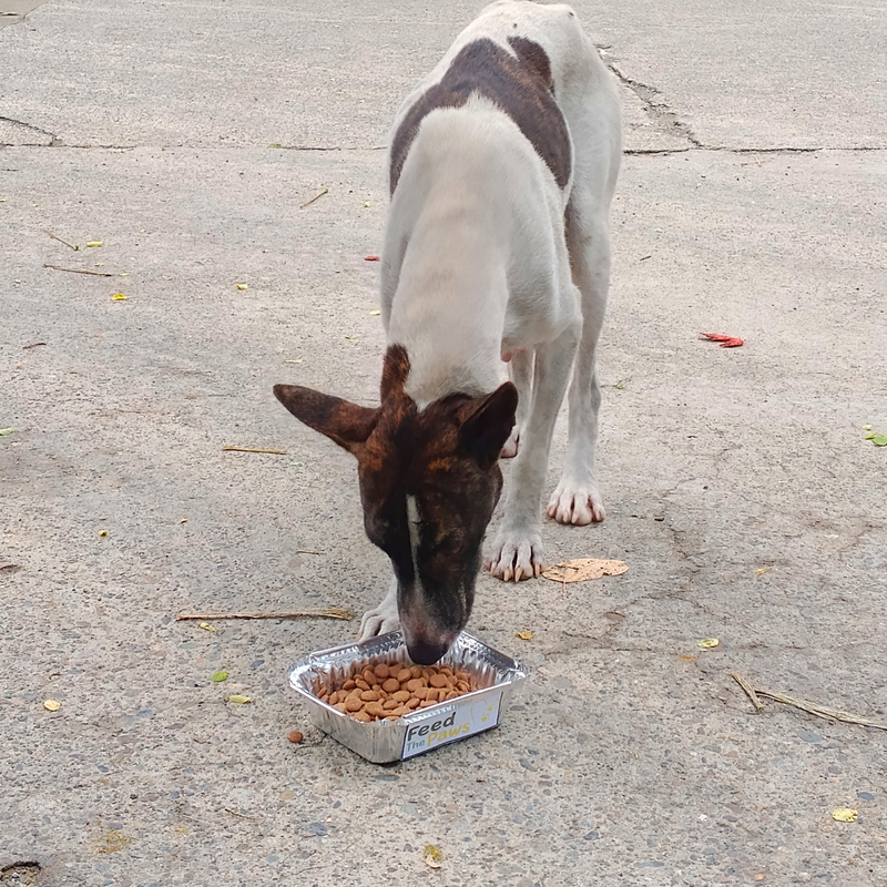 Feeding operation photo