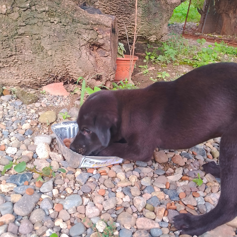 Feeding operation photo