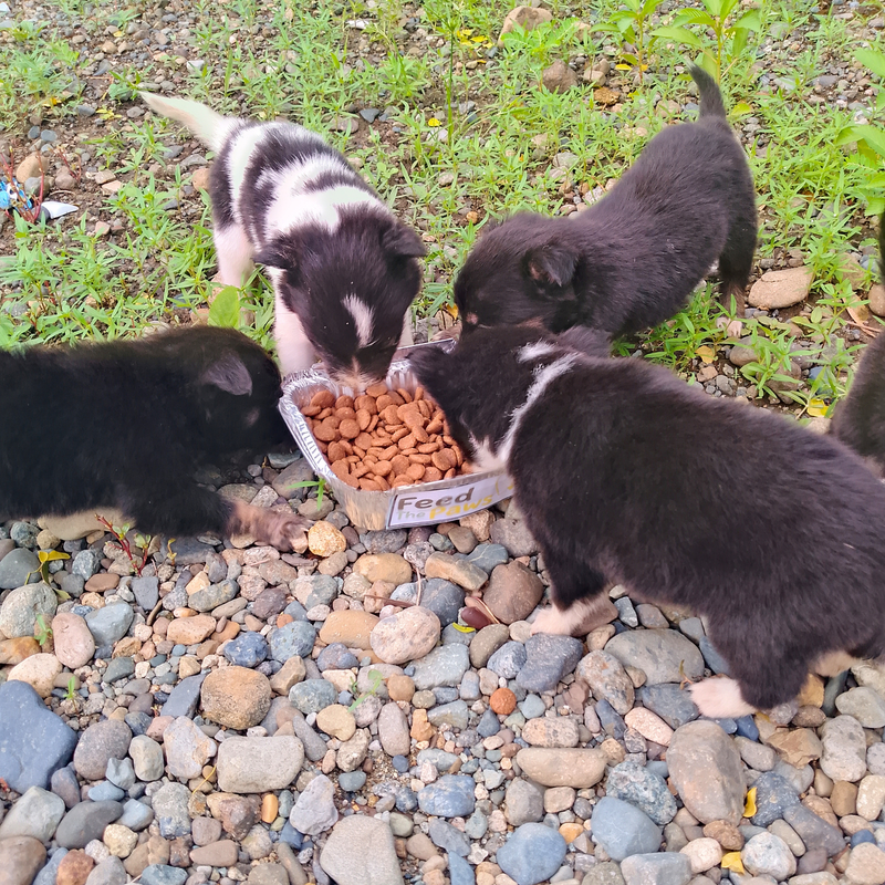 Feeding operation photo