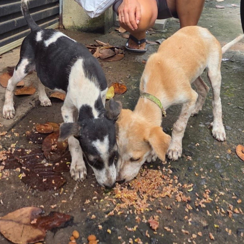 Feeding operation photo
