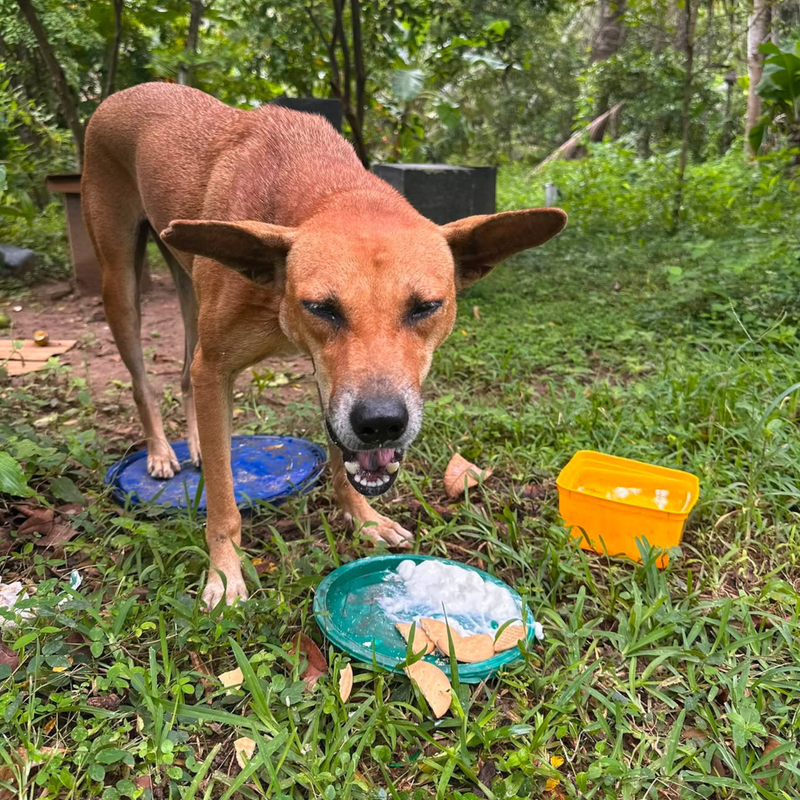Feeding operation photo