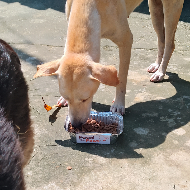 Feeding operation photo