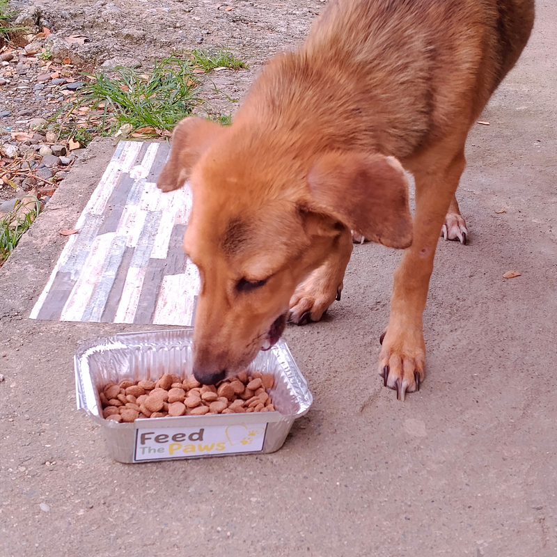 Feeding operation photo