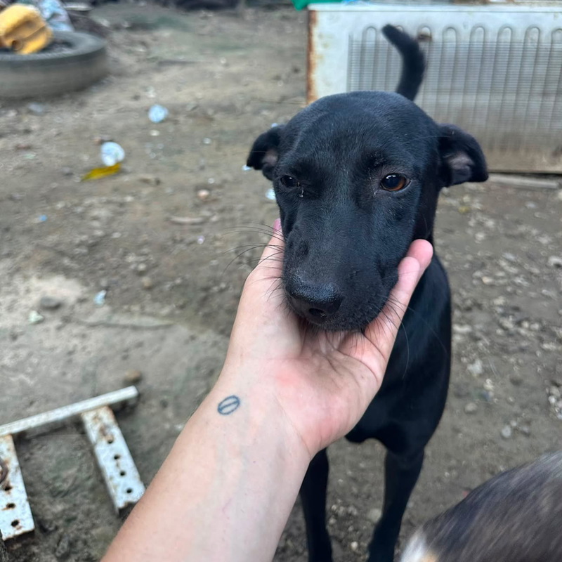 Feeding operation photo
