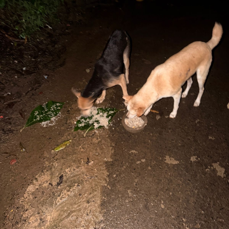 Feeding operation photo