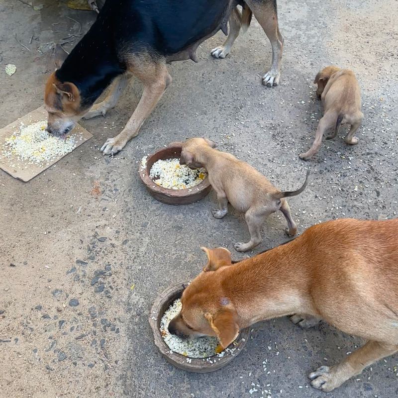 Feeding operation photo